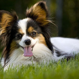 papillon pictures 1351 x 900 j0y74t5bw5hox1hl