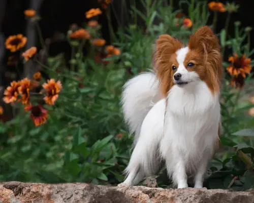 papillon in front of dark orange flowers.webp