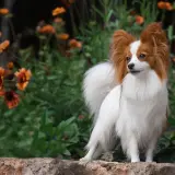 papillon in front of dark orange flowers