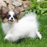 kontinentalnyj toj spaniel papijon f5