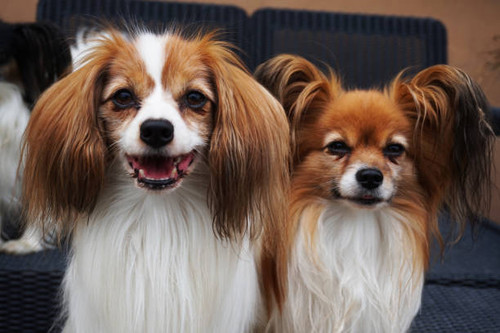 phalene and papillon dog portrait.jpg