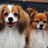 phalene and papillon dog portrait