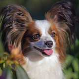 The portrait of a cute white and sable Continental Toy Spaniel (Papillon dog) posing outdoors in a g