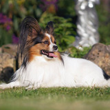 White and sable Continental Toy Spaniel (Papillon dog) posing outdoors lying down on a green grass i