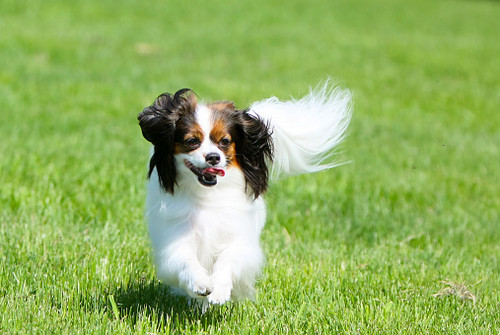 Phalen is walking on the street. Active decorative dog in motion. Joyful puppy. Animal in nature..jpg