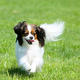 Phalen is walking on the street. Active decorative dog in motion. Joyful puppy. Animal in nature.