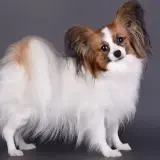 videoPreview