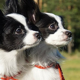 White black Papillons