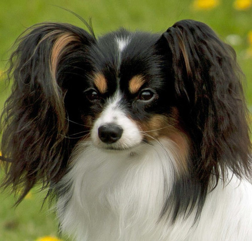 Svendborg Telse 46.jpg