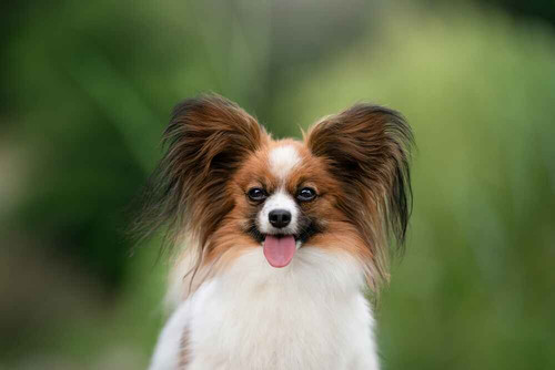 shutterstock 2484385123.jpg