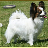 Zalinka von Xenellos gladness