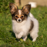 un mois apres sa disparition une chienne est retrouvee au portugal a 1 200 km de chez elle 768x402