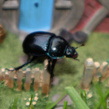 012 #24 Gandalfs Cutting Smial