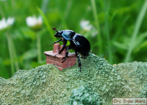 014 #24 Gandalfs Cutting Smial.jpg