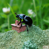 014 #24 Gandalfs Cutting Smial