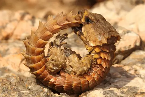 Armadillo Lizard