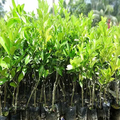 online plant bazar vietnam all t.jpg