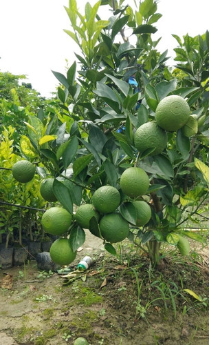 malta lemon plant.jpg