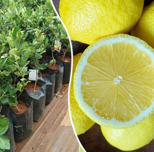 seedless lemon fruit plant onlin.jpg