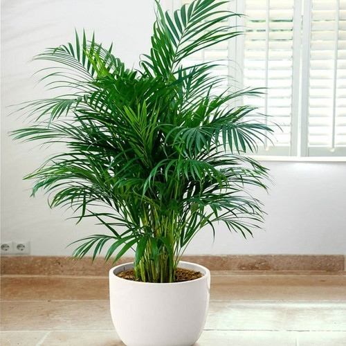 areca palm plant.jpg