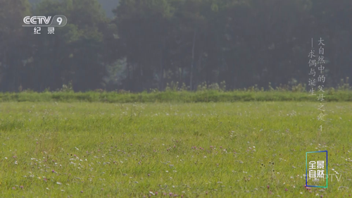 CCTV9.Parents.in.the.Wild.2024.S01E01.HDTV.1080i.H264.MPEG HDSTV.ts 20250827 000942.280.png