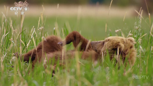 CCTV9.Parents.in.the.Wild.2024.S01E01.HDTV.1080i.H264.MPEG HDSTV.ts 20250827 000939.896.png