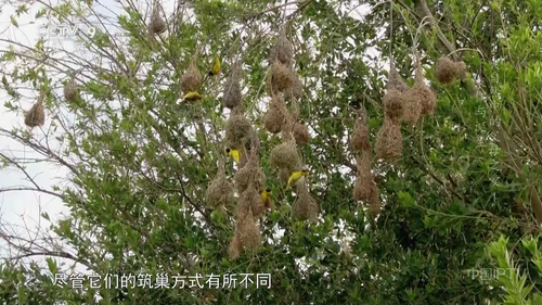 CCTV9.Parents.in.the.Wild.2024.S01E01.HDTV.1080i.H264.MPEG HDSTV.ts 20250827 000938.570.png