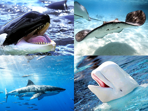 'Glorified is Allaah,The All-Mighty Creator'.jpg