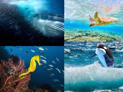 'Glorified is Allaah,The All-Mighty Creator'.jpg