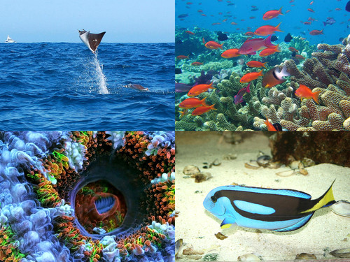 'Glorified is Allaah,The All-Mighty Creator'.jpg