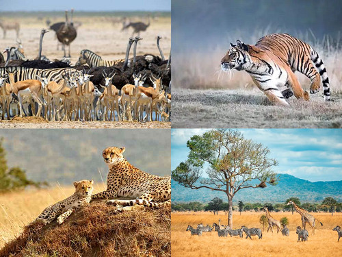 'Glorified is Al-Mighty Creator'.jpg