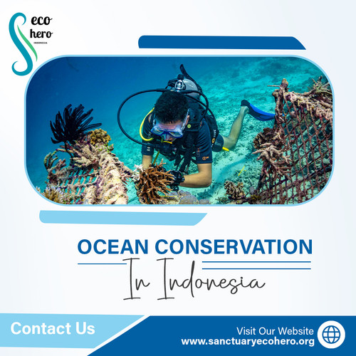Ocean Conservation in Indonesia.jpg