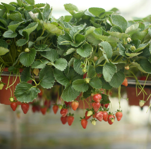 pexels irwan zahuri 259816440 18785800.jpg