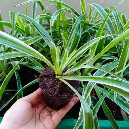 spiderplant1.jpg