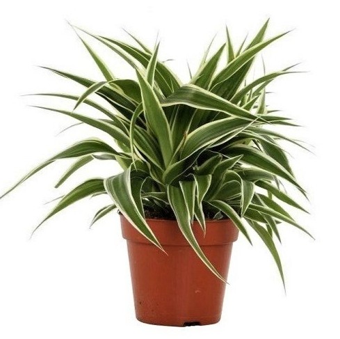spider white green onlineplantsc.jpg