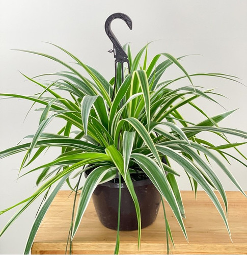 perennial no yes spider plant hy.jpg