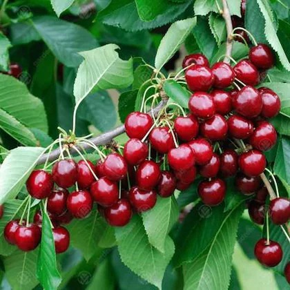 cloud farm cherry fruit live pla (1).jpg