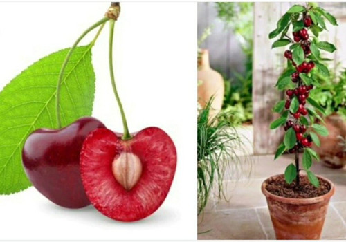 sylvia cherry plants.jpg