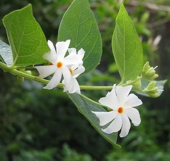 heaven of saplings parijat harsi.jpg