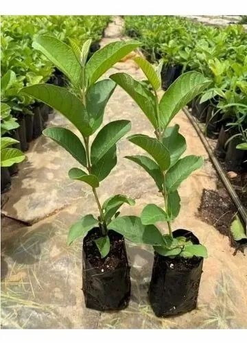 taiwan pink guava plant 500x500.jpg