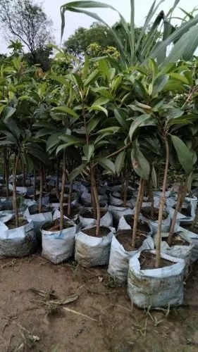 cheeku plant 500x500.jpg