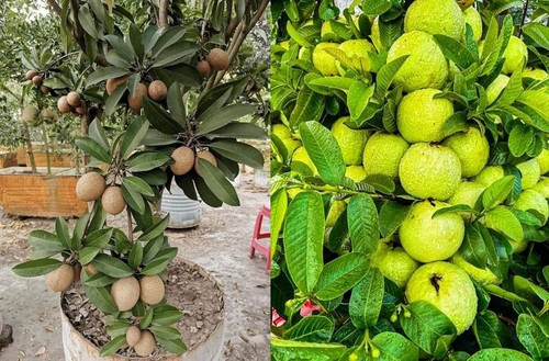 kalapati chiku plants guava plants 500x500.jpg