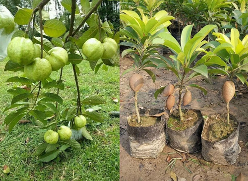 71nzAaIiwaL. UF10001000 QL80 chiku plants price 250 1.jpg