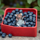 www.naked-ai.art - A red box of blue berries with a rat dancing inside