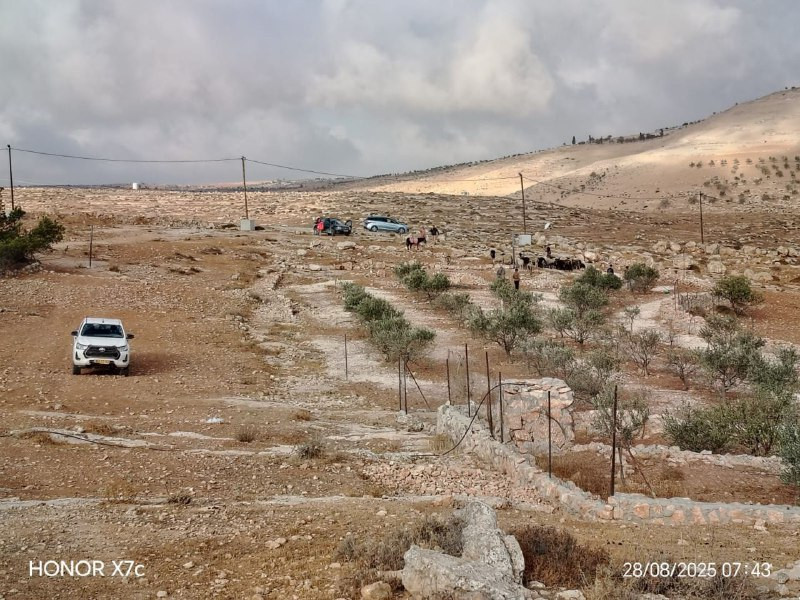 مستوطنون يطلقون مواشيهم في خربتي الركيز وشعب التوانة بمسافر يطا جنوب الخليل....