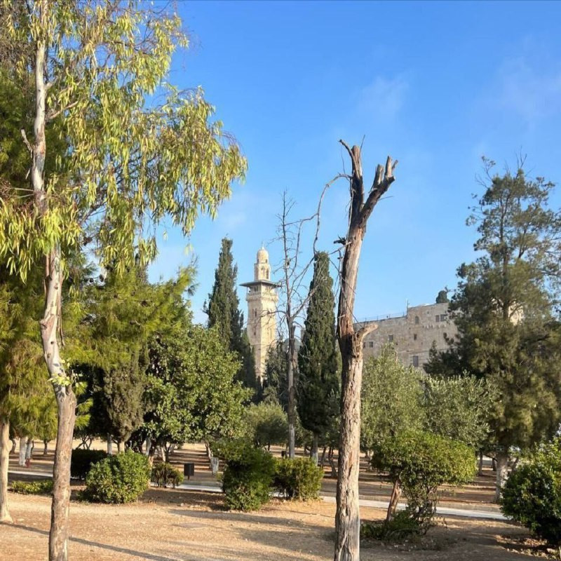 🟨صور | من باحات المسجد الأقصى المبارك صباح اليوم....