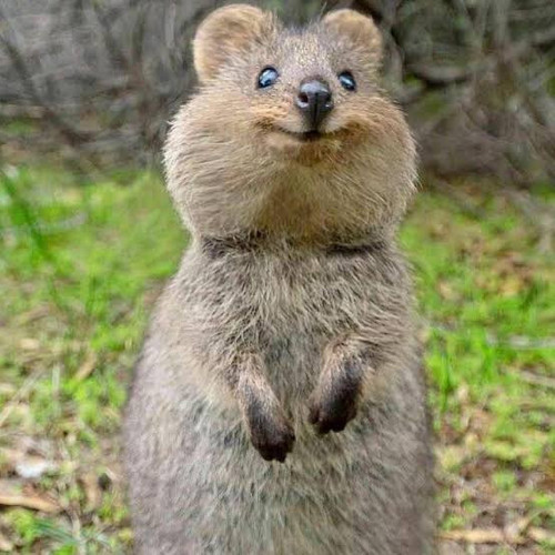 quokka