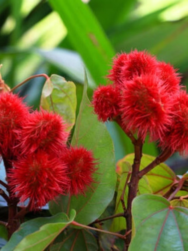 2762362 sindoor plant 7.jpg