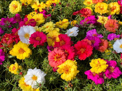 100 Mixed Colors PORTULACA MOSS ROSE Grandiflora Flower Seeds.jpg