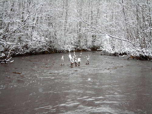 ветки в снегу (ноябрь).jpg